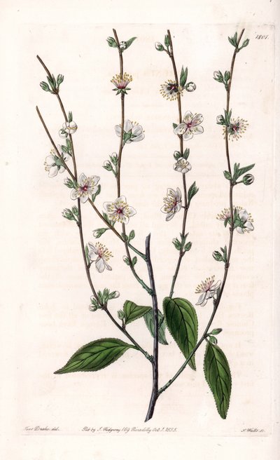 Kirschbaum - Gravierte Tafel von S. Watts, nach einer Illustration von Sarah Anne Drake (1803-1857), aus dem Botanical Register von Sydenham Edwards (1768-1819), England von Sydenham Teast Edwards