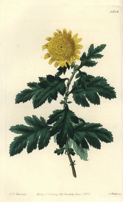 Indische Chrysantheme, Chrysanthemum indicum var. plenum von Sydenham Teast Edwards