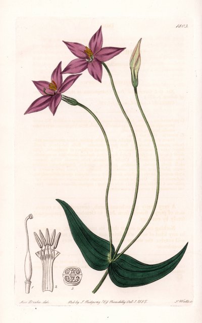 Chironia Variete - Platte graviert von S. Watts, nach einer Illustration von Sarah Anne Drake (1803-1857), aus dem Botanical Register von Sydenham Edwards (1768-1819), England von Sydenham Teast Edwards
