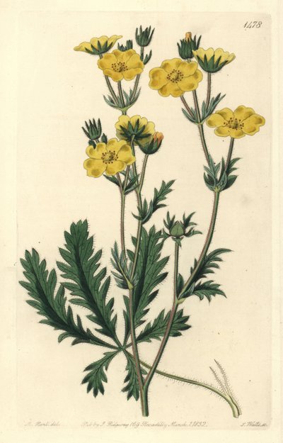 Gezacktes Fingerkraut, Potentilla laciniosa von Sydenham Teast Edwards