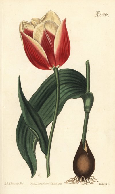 Claramond-Tulpe (Stich von Weddell, Illustration von Sydenham Edwards) von Sydenham Teast Edwards