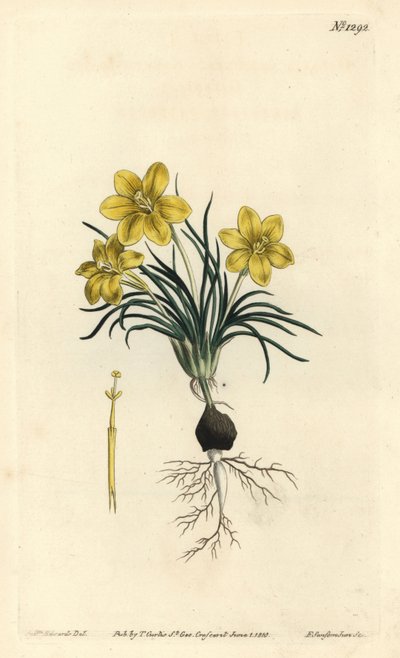 Uhrblume von Sydenham Teast Edwards