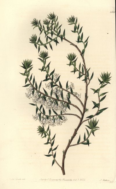 Gemeine Heide von Sydenham Teast Edwards