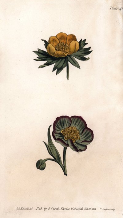Blütenkrone des Winter-Eranthis (oder Helleborine oder Winter-Aconit) und stinkender Nieswurz. Farbiger Kupferstich, Illustration von Sydenham Edwards (1768-1819) für Konferenzen der Botanik, Botanischer Garten von Lambeth (England) von Sydenham Teast Edwards