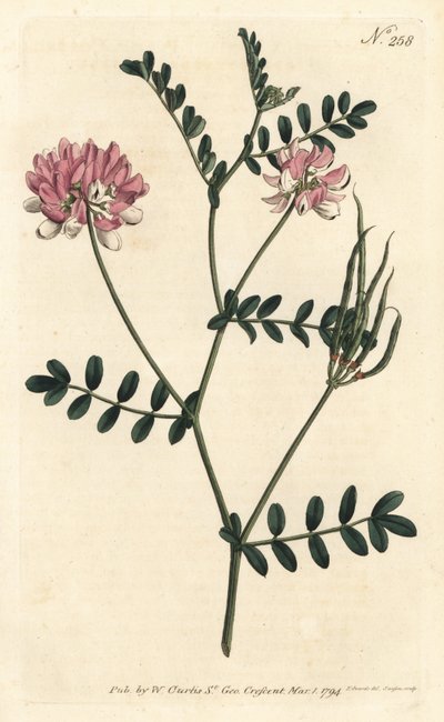 Bunte Kronwicke von Sydenham Teast Edwards