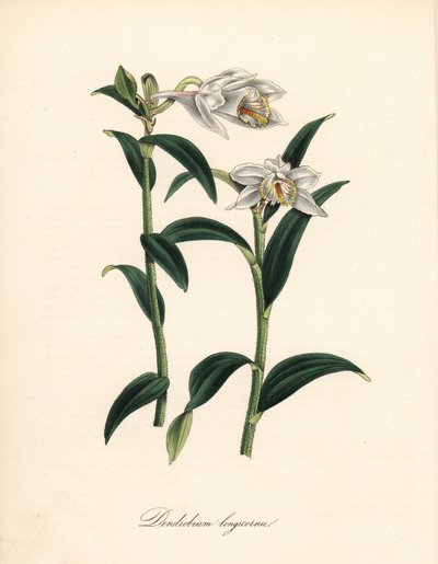 Dendrobium variete - Langhorn-Dendrobium-Orchidee, Dendrobium longicornu. Kopiert aus Sydenham Edwards