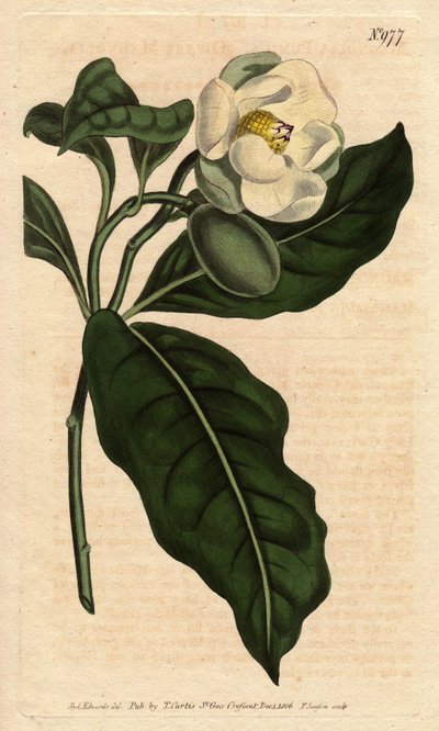 Zwergmagnolie mit weißen Blüten, heimisch in China und Java von Sydenham Teast Edwards