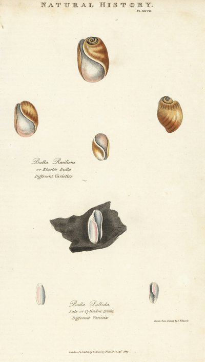 Elastische Bulla, Bulla resiliens, und blasse oder zylindrische Bulla, Bulla pallida. Handkolorierter Kupferstich nach Sydenham Edwards aus John Mason Goods Pantologia, einer neuen Enzyklopädie, G. Kearsley, London von Sydenham Teast Edwards