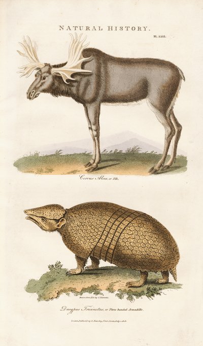 Elch und Dreibinden-Gürteltier von Sydenham Teast Edwards