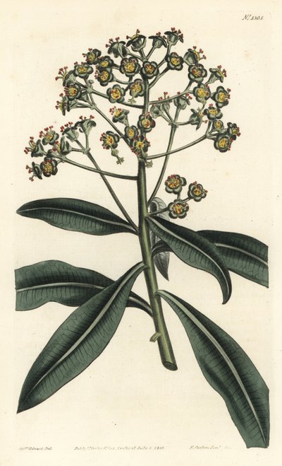 Honig-Wolfsmilch oder Honigtragende Wolfsmilch, Euphorbia mellifera. Handkolorierte Kupferstichgravur von F. Sansom Jr. nach einer Illustration von Sydenham Edwards aus William Curtis