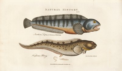 Europäischer Wolfsbarsch und Viviparer Schleimfisch von Sydenham Teast Edwards