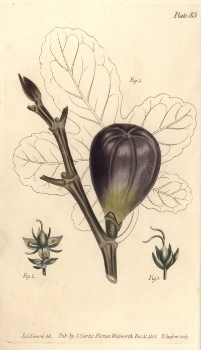 Feige, Ficus carica von Sydenham Teast Edwards