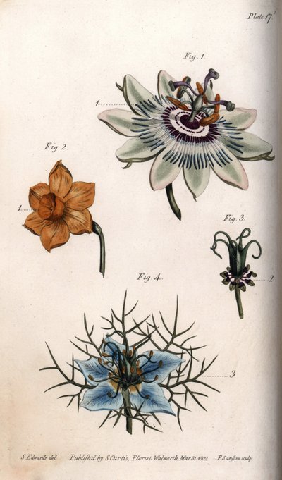 Blüten der Passionsfrucht, Narzisse und Nigella von Sydenham Teast Edwards