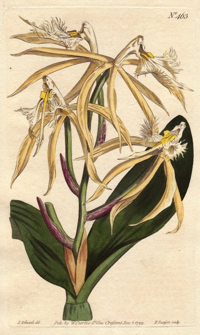 Fransige Orchidee von Sydenham Teast Edwards