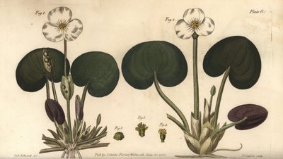 Froschbiss, Hydrocharis morsus-ranae, Dioecia, weibliche Pflanze 1,4, männliche Pflanze 2,3 von Sydenham Teast Edwards