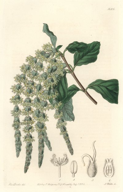 Garrya mit elliptischen Blättern von Sydenham Teast Edwards