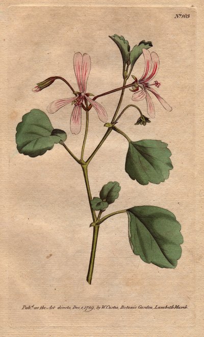 Geranie mit Sauerampferblatt und rosafarben geäderten Blüten, heimisch in Südafrika. Pelargonium acetosum. Handkolorierter Kupferstich nach einer botanischen Illustration von Sydenham Edwards von Sydenham Teast Edwards