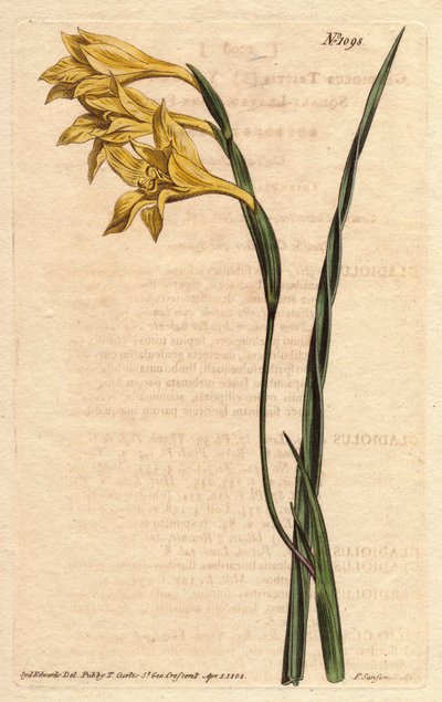 Gladiole mit gelben Blüten und schwertförmigen Blättern. Gelbblühende, quadratischblättrige Kornflagge. Gladiolus tristis. Handkolorierter Kupferstich nach einer botanischen Illustration von Sydenham Edwards aus William Curtis