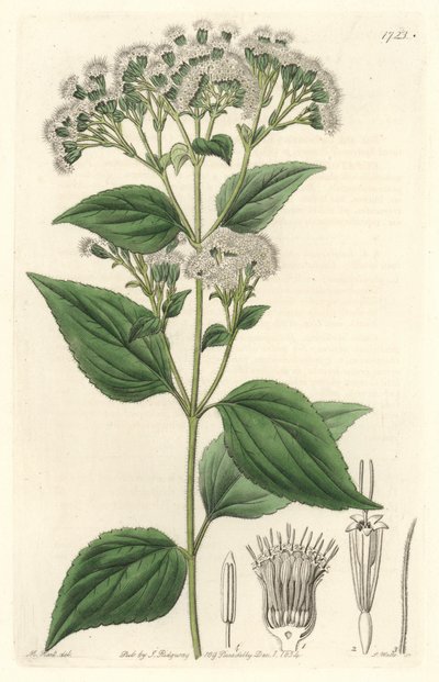 Drüsiges Eupatorium, aus Mexiko, aus dem Botanischen Register von Sydenham Teast Edwards