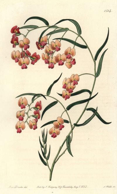 Glycinienblättrige Dillwynia, Dillwynia glycinifolia von Sydenham Teast Edwards