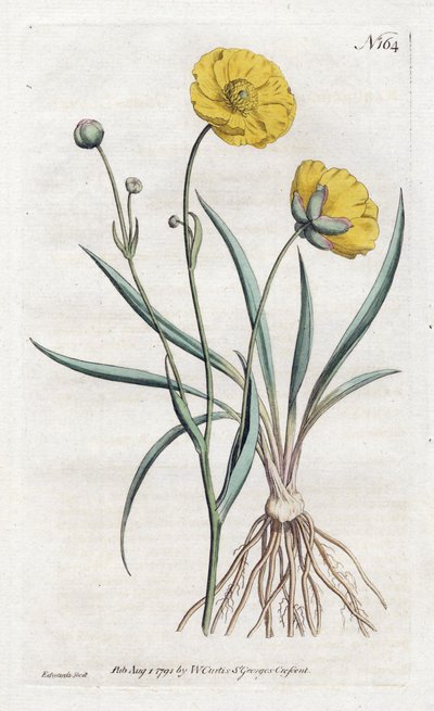 Grasblatt-Hahnenfuß von Sydenham Teast Edwards