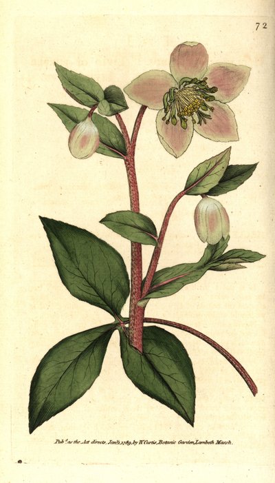 Livid Hellebore von Sydenham Teast Edwards