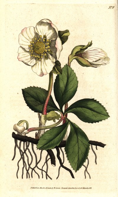 Schwarze Nieswurz oder Christrose, Helleborus niger von Sydenham Teast Edwards