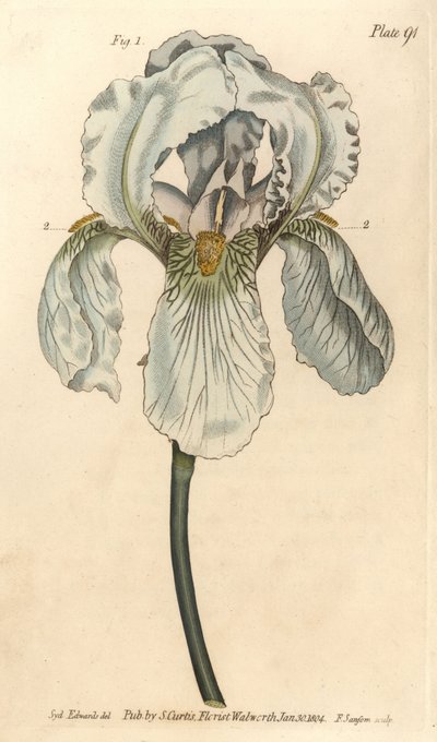 Iris florentina, Iris germanica nothovar (Kupferstich) von Sydenham Teast Edwards