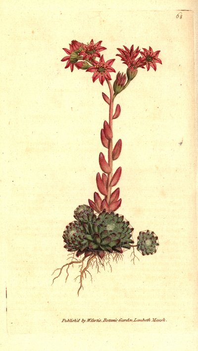 Spinnweben-Hauswurz, Sempervivum arachnoideum. Handkolorierter Kupferstich nach einer botanischen Illustration aus William Curtis