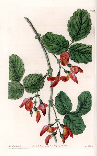 Kennedia macrophylla, Pflanze heimisch in Australien, seltene gefährdete Art - Platte graviert von S. Watts, nach einer Illustration von Sarah Anne Drake (1803-1857), aus dem Botanical Register von Sydenham Edwards (1768-1819), England von Sydenham Teast Edwards