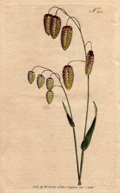 Große Zittergras, Gras mit goldenen Samen, die auf dem Stängel hängen. Herkunft Spanien und Italien. Große Zittergras mit goldenen Samen, die am Stängel hängen. Einheimisch in Spanien und Italien. Briza Maxima. Handkolorierter Kupferstich nach einer botani von Sydenham Teast Edwards