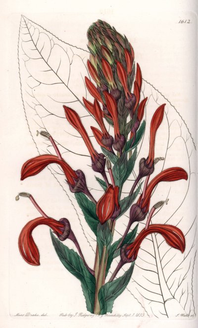 Lobelie Variete (oder Kardinal) aus Chile - Tafel graviert von S. Watts, nach einer Illustration von Sarah Anne Drake (1803-1857), aus dem Botanical Register von Sydenham Edwards (1768-1819), England von Sydenham Teast Edwards