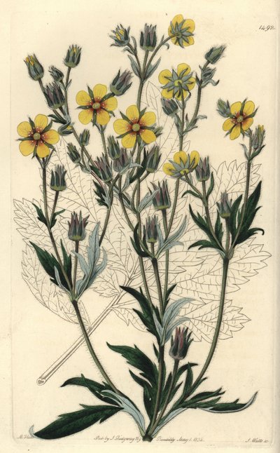 Langblättrige Fingerkraut, Potentilla longifolia von Sydenham Teast Edwards