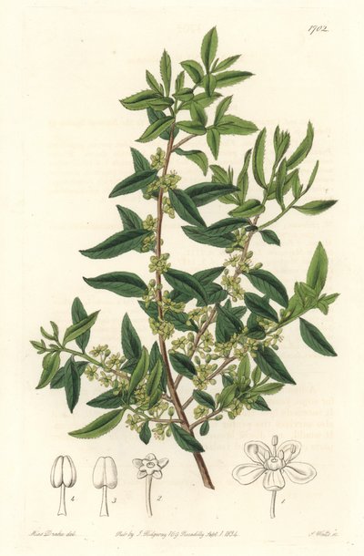 Maytenus boaria (Maiten), endemisch in Mittel- und Südamerika - Gravur von S. Watts nach einer Illustration von Sarah Anne Drake (1803-1857), aus dem Botanical Register von Sydenham Teast Edwards