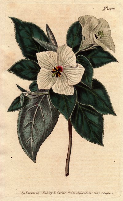 Melhania Saint Helena mit weißen Blüten. St. Helena Rotes Holz mit weißen Blüten. Melhania erythroxylon. Handkolorierter Kupferstich nach einer botanischen Illustration von Sydenham Edwards aus William Curtis
