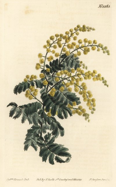 Mimose - Flaumige Akazie, Acacia pubescens, gefährdet (Behaarte Mimose, Mimosa pubescens). Handkolorierte Kupferstichgravur von F. Sansom Jr. nach einer Illustration von Sydenham Edwards aus William Curtis