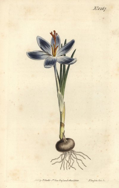 Berg-Krokus, Crocus serotinus von Sydenham Teast Edwards