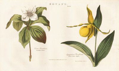 Nordamerikanische Wildblumen: Kanadische Hartriegel und Gelber Frauenschuh von Sydenham Teast Edwards