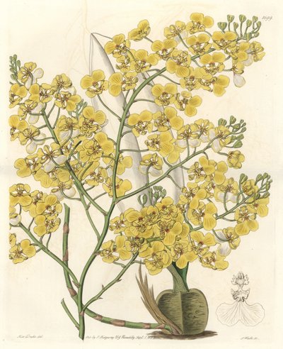 Orchidee (Oncidium ampliatum), mit gelben Blüten, heimisch in Neuseeland - Wasser forte von S. Watts nach einer Illustration von Sarah Anne Drake (1803-1857), aus dem Botanical Register von Sydenham Teast Edwards