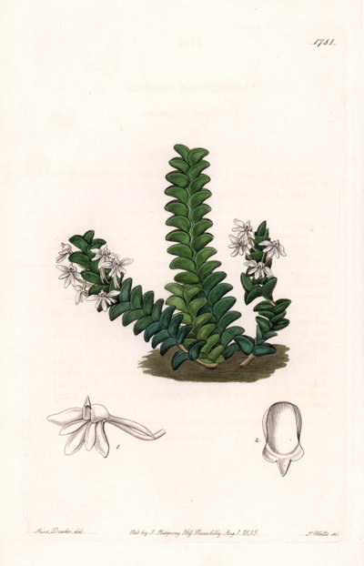 Orchidee: Angraecum Varietät, heimisch in Äquatorialafrika von Sydenham Teast Edwards