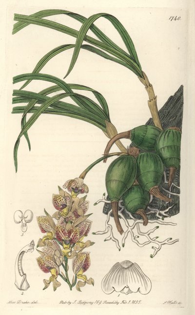 Orchidee Grobya, mit gelben und violetten Blüten, heimisch in Brasilien von Sydenham Teast Edwards
