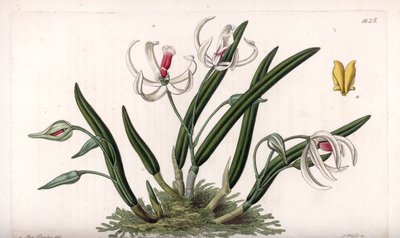 Orchidee: Miniaturvarietät von Leptotes (Tafel) von Sydenham Teast Edwards