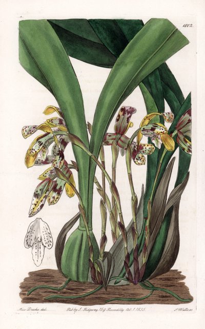 Orchidee: Varietät der Maxillaria, heimisch in Südamerika - Platte graviert von S. Watts, basierend auf einer Illustration von Sarah Anne Drake (1803-1857), aus dem Botanical Register von Sydenham Edwards (1768-1819), England von Sydenham Teast Edwards