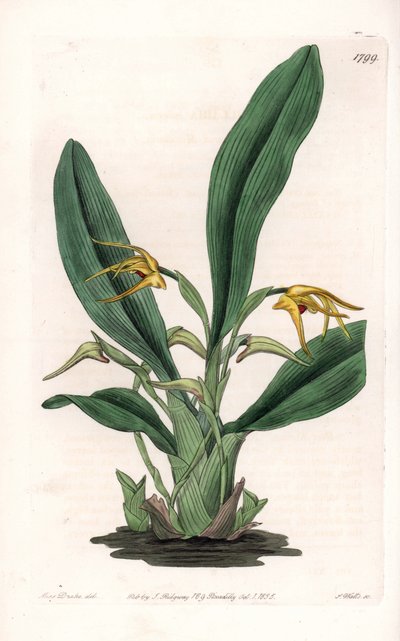 Orchidee: Varietät der Maxillaria, heimisch in tropischem Amerika - Platte graviert von S. Watts, nach einer Illustration von Sarah Anne Drake (1803-1857), aus dem Botanical Register von Sydenham Edwards (1768-1819), England von Sydenham Teast Edwards