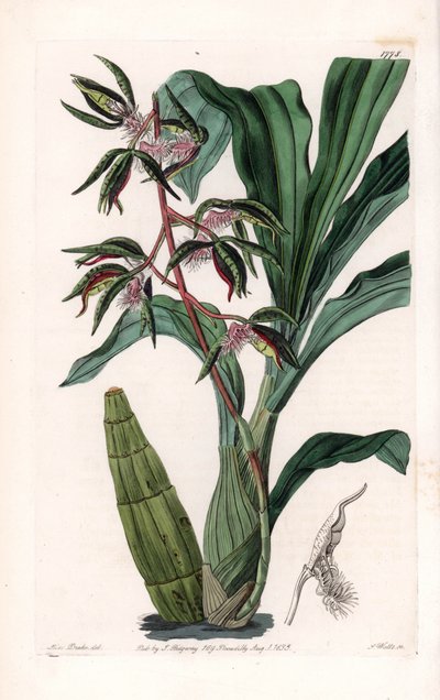 Orchidee: Varietät des Catasetum, genannt bärtig von Sydenham Teast Edwards