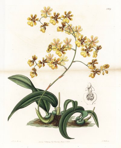 Orchidee: Varietät des epiphytischen Oncidium aus Brasilien - Tafel graviert von S. Watts, nach einer Illustration von Sarah Anne Drake (1803-1857), aus dem Botanical Register von Sydenham Edwards (1768-1819), England von Sydenham Teast Edwards
