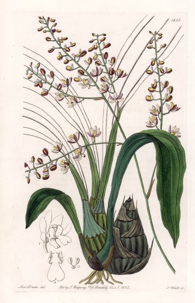 Orchidee: Varietät der Eulophia von Sydenham Teast Edwards