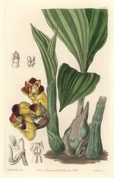 Orchidee Acanthephippium bicolor, ursprünglich aus Sri Lanka, aus dem Botanischen Register von Sydenham Teast Edwards