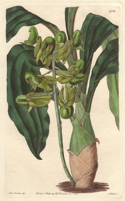 Orchidee Catasetum, heimisch in Brasilien - Gravur von S. Watts nach einer Illustration von Sarah Anne Drake (1803-1857), aus dem Botanical Register von Sydenham Teast Edwards