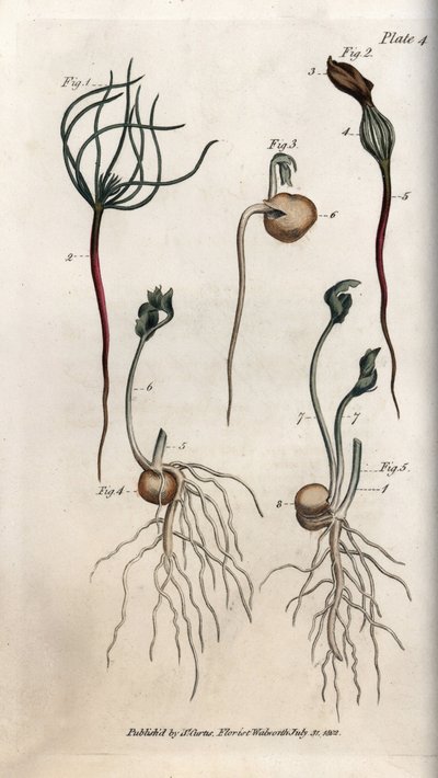 Erbsen, Hülsenfrüchte in verschiedenen Keimstadien. Farbiger Kupferstich, Illustration von Sydenham Edwards (1768-1819) für Konferenzen der Botanik, Botanischer Garten von Lambeth (England) von Sydenham Teast Edwards